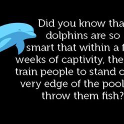 Dolphins are very smart!