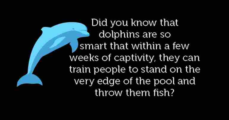 Dolphins are very smart!