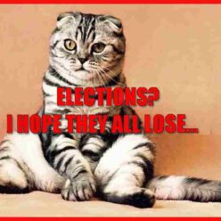 Cat funny elections quote