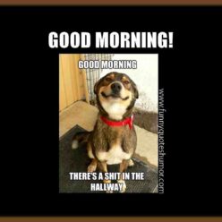 Good morning funny dog